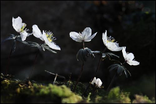 63.변산바람꽃