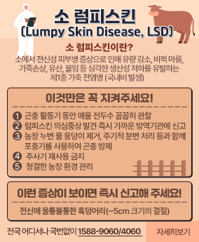 소 럼피스킨 소 럼피스킨 (Lumpy Skin Disease, LSD)

소 럼피스킨이란?
소에서 전신성 피부병 증상으로 인해 유량 감소, 비쩍 마름, 가죽손상, 유산, 불임 등 심각한 생산성 저하를 유발하는 제1종 가축 전염병 (국내비 발생)  

* 이것만은 꼭 지켜주세요!  
-  곤충 활동기 동안 매울 전두수 꼼꼼히 관찰
-  럼피스킨 의심중상 발견 즉시 가까운 방역기관에 신고
-  농장 누변 물 웅덩이 제거, 주기적 분변 처리 등과 함께 포충기를 사용하여 곤충 방제  
- 주사기 재사용 금지
- 청결한 농장 환경 관리        
 
* 이런 증상이 보이면 즉시 신고해 주세요!    
전신에 울퉁불퉁한 혹덩어리(~5cm 크기의 결절) 

전국 어디서나 국번없이 1588-9060/4060 

자세히보기